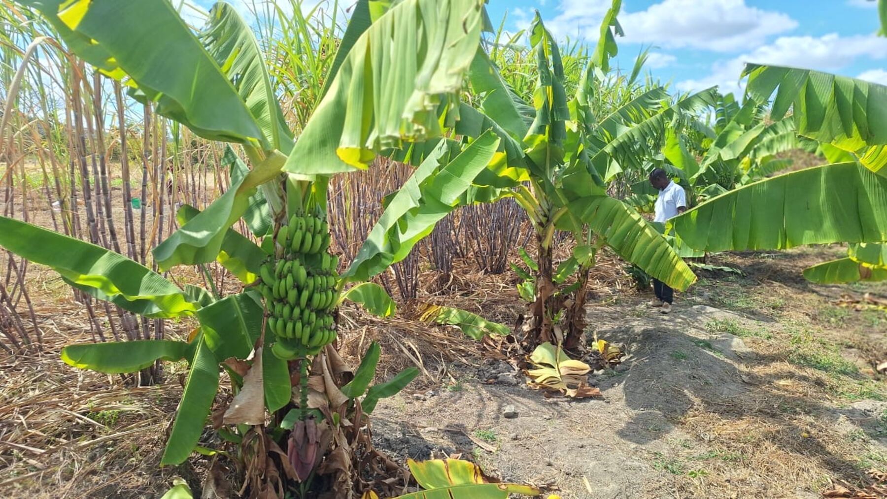 Bananas ripening beside sugarcane
