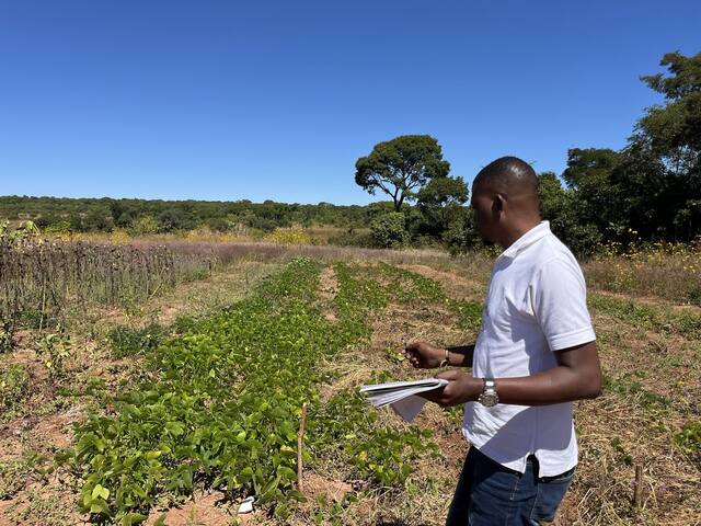 Monitoring a healthy bean plot