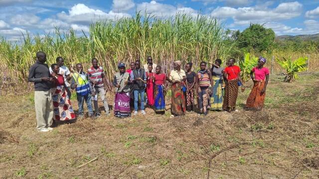 Community members gathered beside sugarcane and bananas