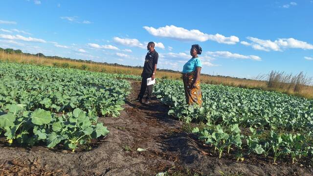 Field officer and farmer reviewing a thriving kale garden