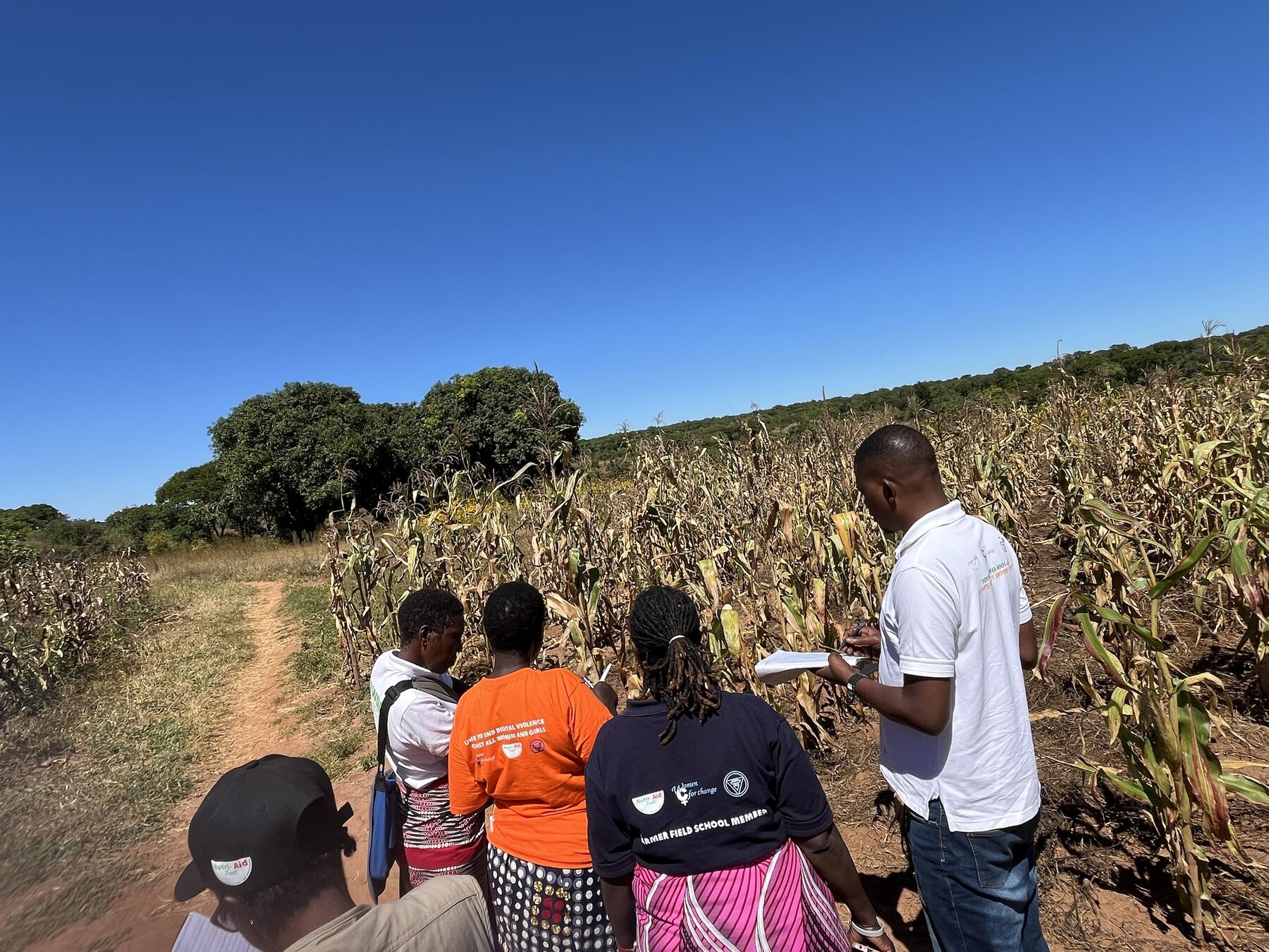 Farmers and facilitators gathered around a demonstration plot