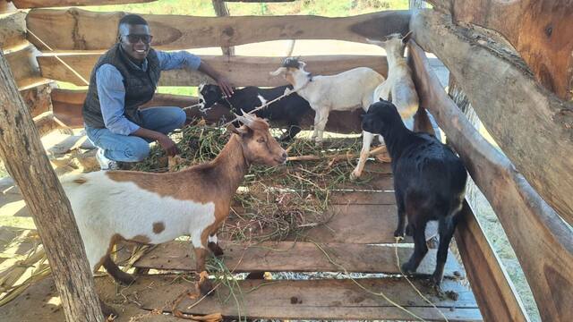 A young farmer with his goats