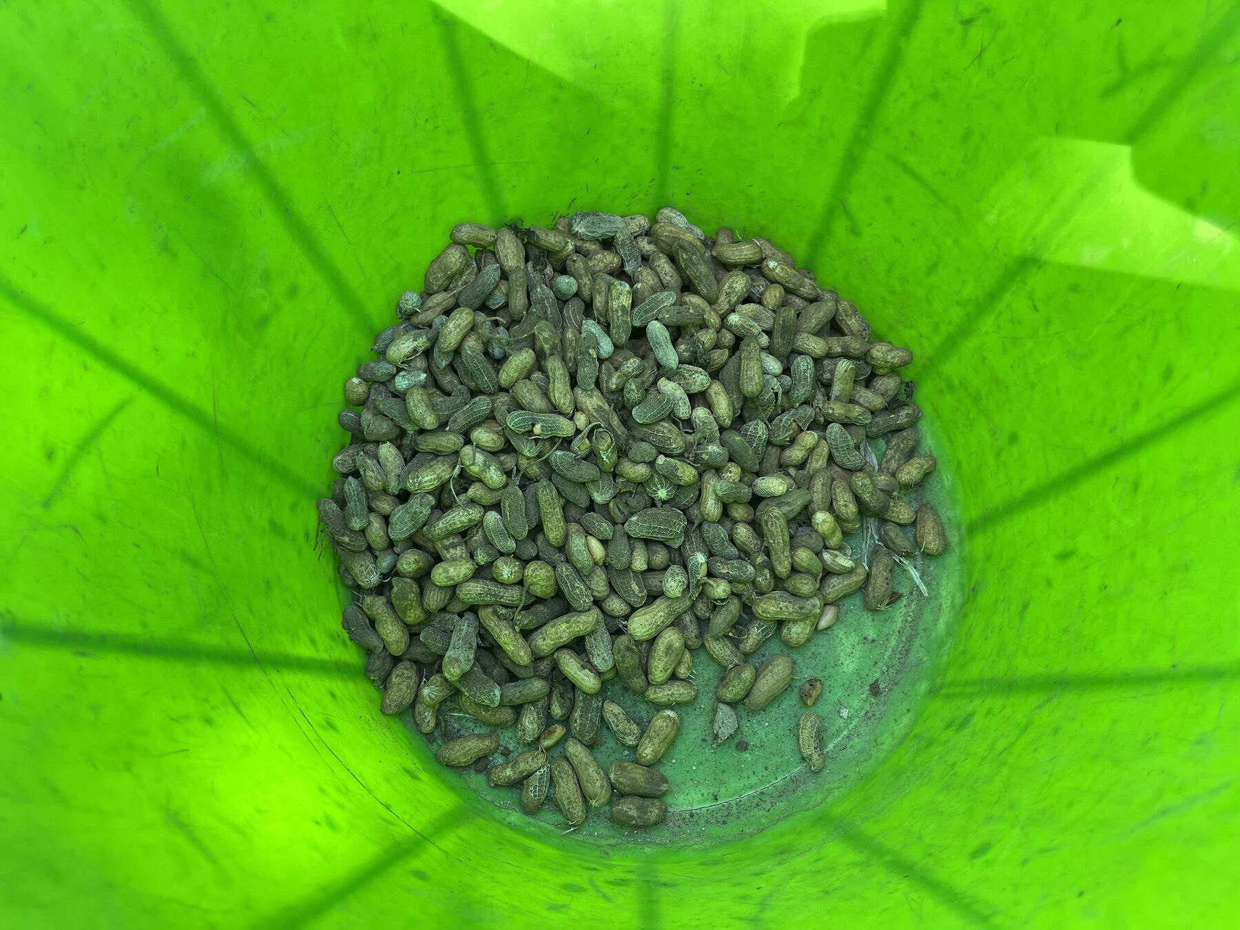 Freshly harvested groundnuts