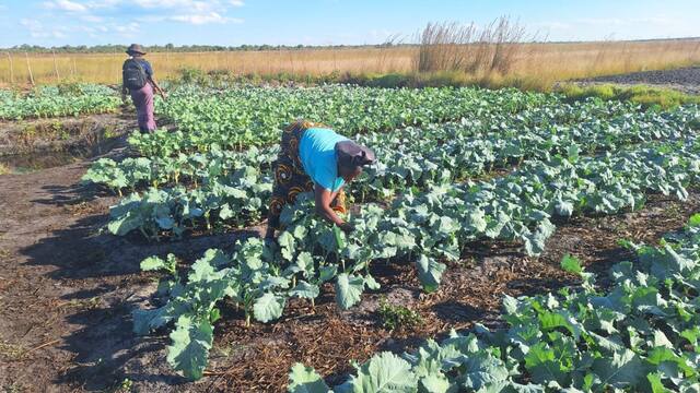 Harvesting kale by hand