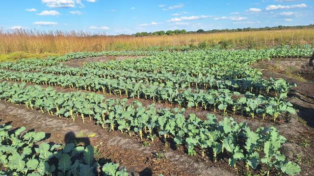 Neat rows of kale growing in the sun