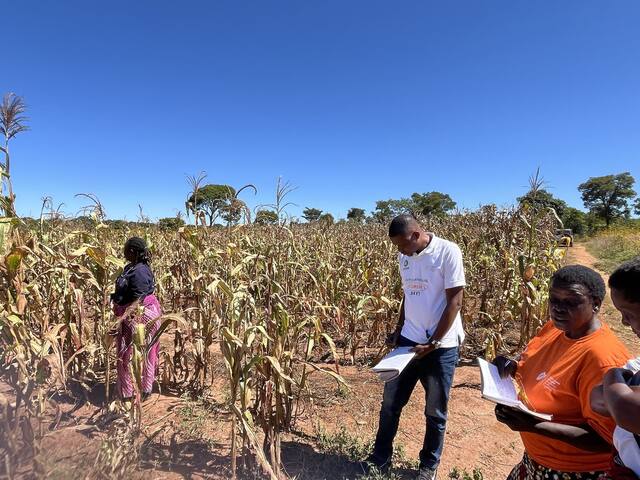 Monitors recording observations in the maize field
