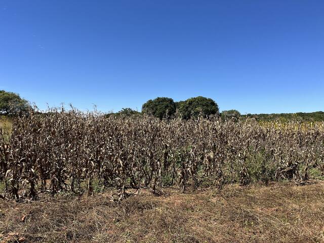 A maize field at the end of the season