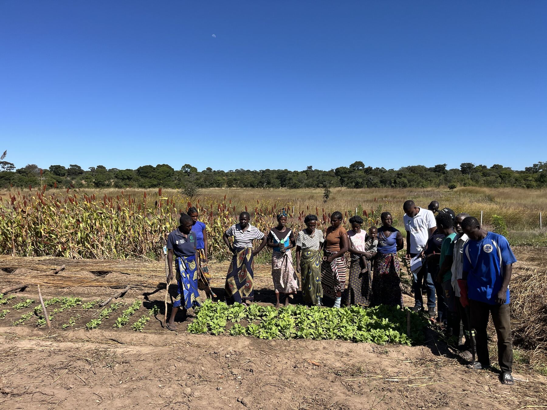 Farmers at a vegetable plot with sorghum behind