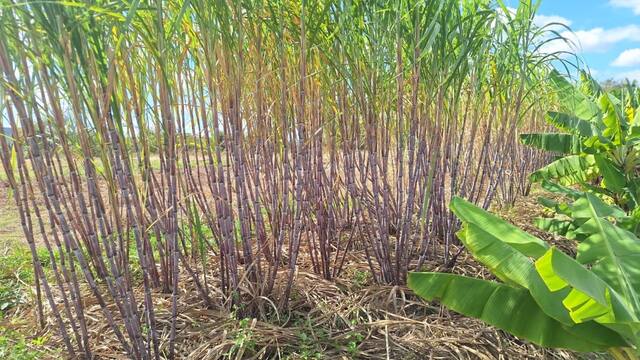 A dense stand of sugarcane