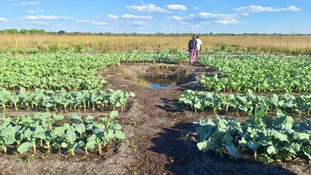 A water pit supplying the vegetable garden