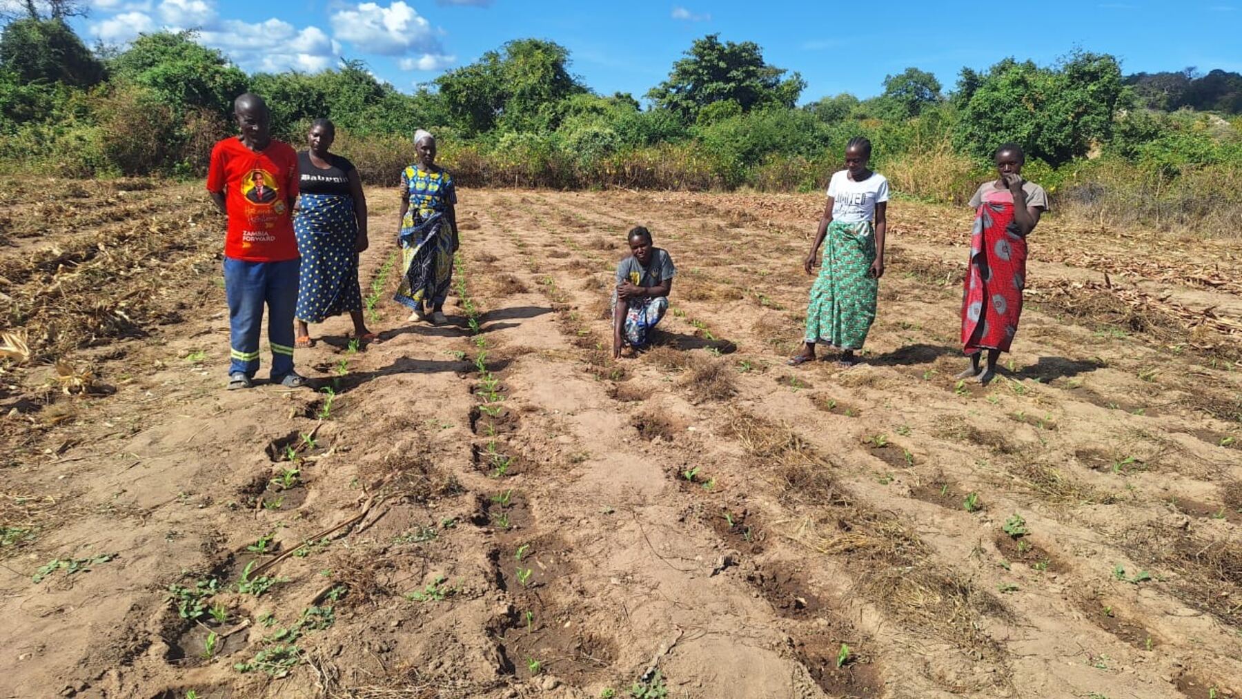 Women farmers on a newly planted plot
